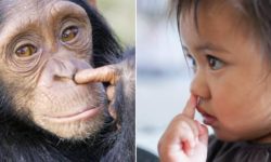 lhomme-est-il-un animal-comme-les-autres