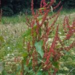 BALADE urbaine “Nature en ville”, Dimanche 19 juin 2022